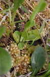 Orange milkwort